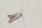  Pterolonche inspersa Staudinger, 1859