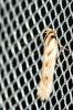  Stomopteryx detersella (Zeller, 1847)