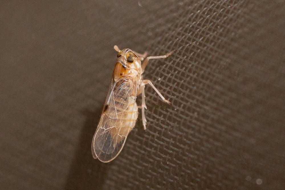 Laodelphax striatellus (Fallén, 1826)