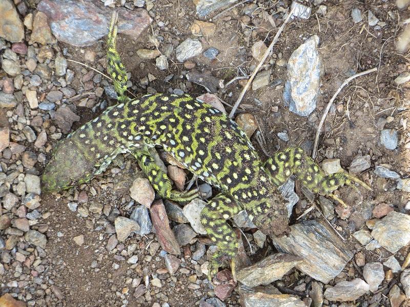 Lézard ocellé Timon lepidus (Daudin, 1802)