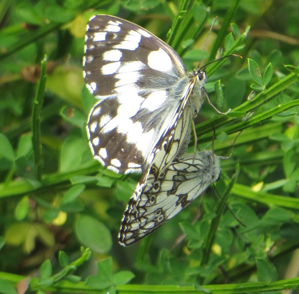 Demi-Deuil (Le), Échiquier (L'), Échiquier commun Melanargia galathea (Linnaeus, 1758)