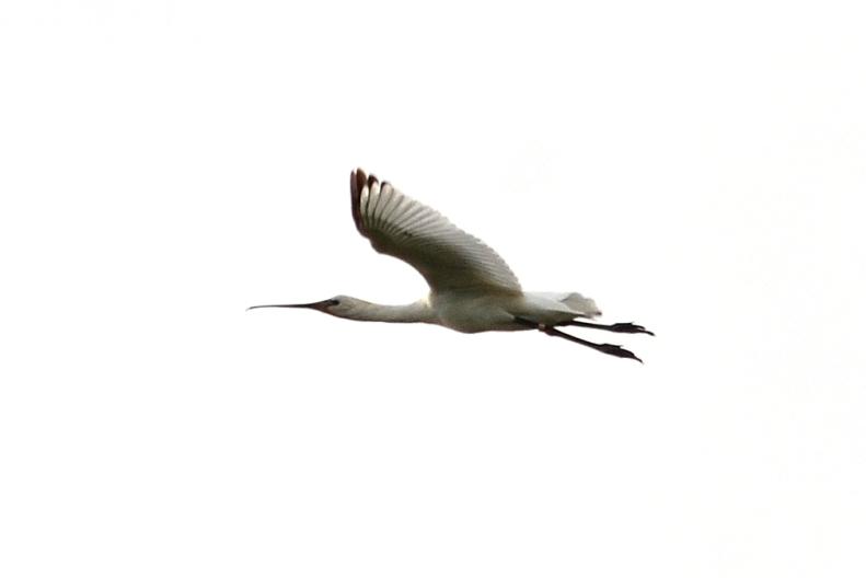 Spatule blanche Platalea leucorodia Linnaeus, 1758