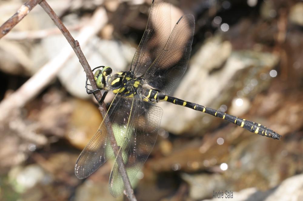 Cordulégastre annelé (Le) Cordulegaster boltonii (Donovan, 1807)