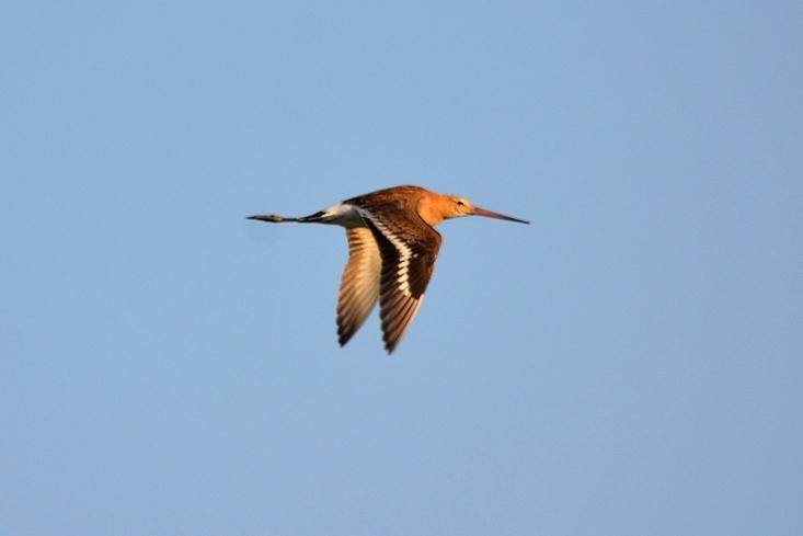Barge à queue noire Limosa limosa (Linnaeus, 1758)