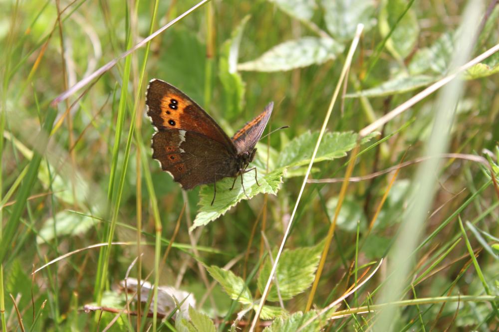 Moiré blanc-fascié (Le), Grand nègre hongrois (Le) Erebia ligea (Linnaeus, 1758)