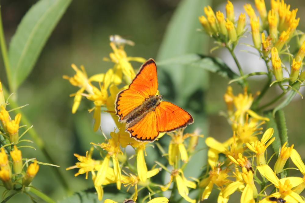 Cuivré de la Verge-d'or (Le), Cuivré satiné (Le),  Lycaena virgaureae (Linnaeus, 1758)