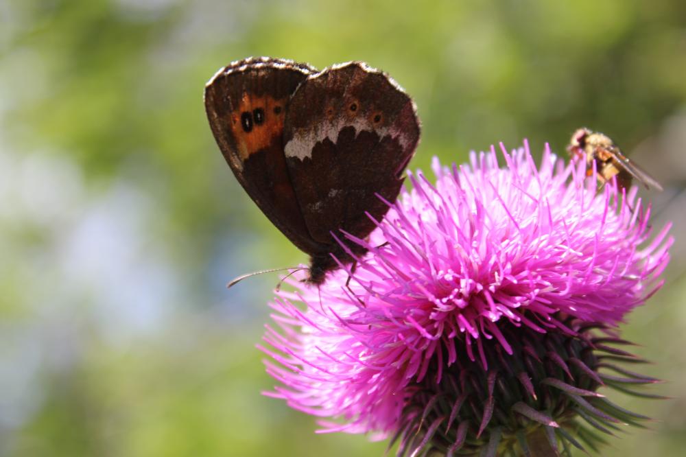 Moiré blanc-fascié (Le), Grand nègre hongrois (Le) Erebia ligea (Linnaeus, 1758)