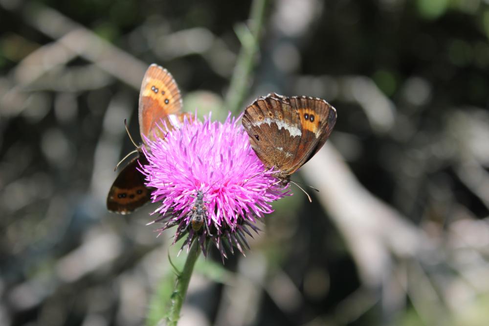 Moiré blanc-fascié (Le), Grand nègre hongrois (Le) Erebia ligea (Linnaeus, 1758)