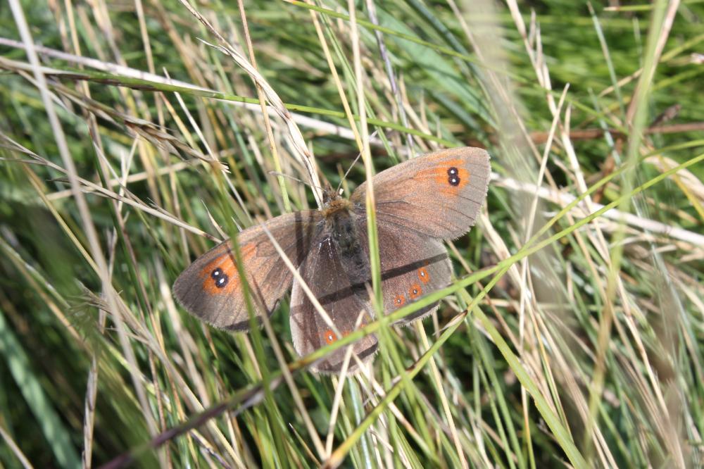Moiré ottoman (Le) Erebia ottomana Herrich-Schäffer, 1847