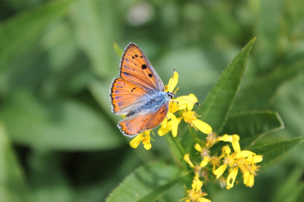 Cuivré mauvin (Le), Cuivré flamboyant (Le), Argus Lycaena alciphron (Rottemburg, 1775)