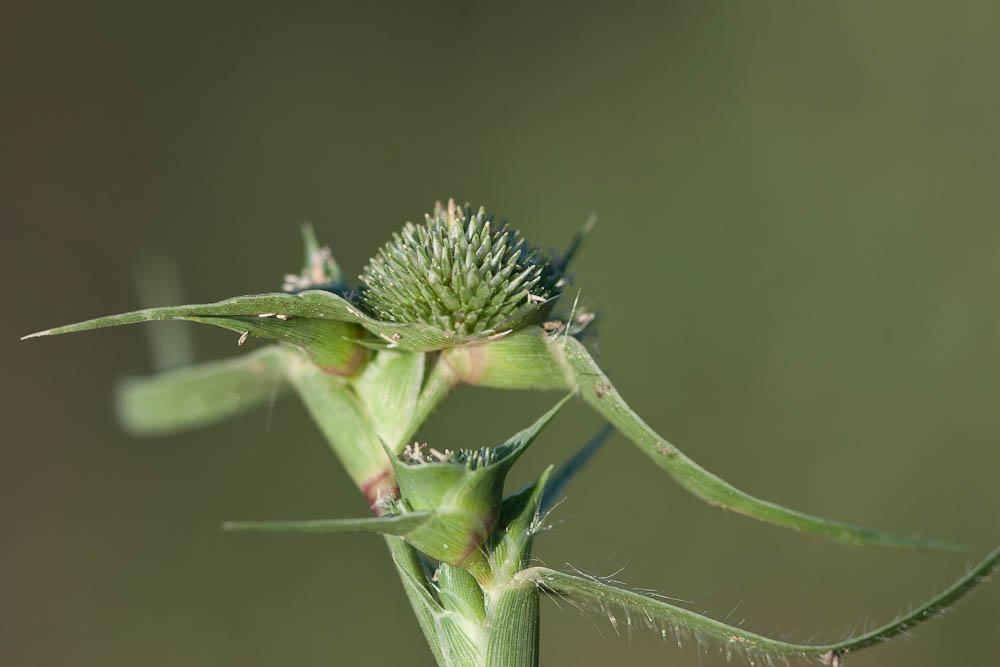 Crypside piquant, Crypsis en forme d'aiguillon Crypsis aculeata (L.) Aiton, 1789