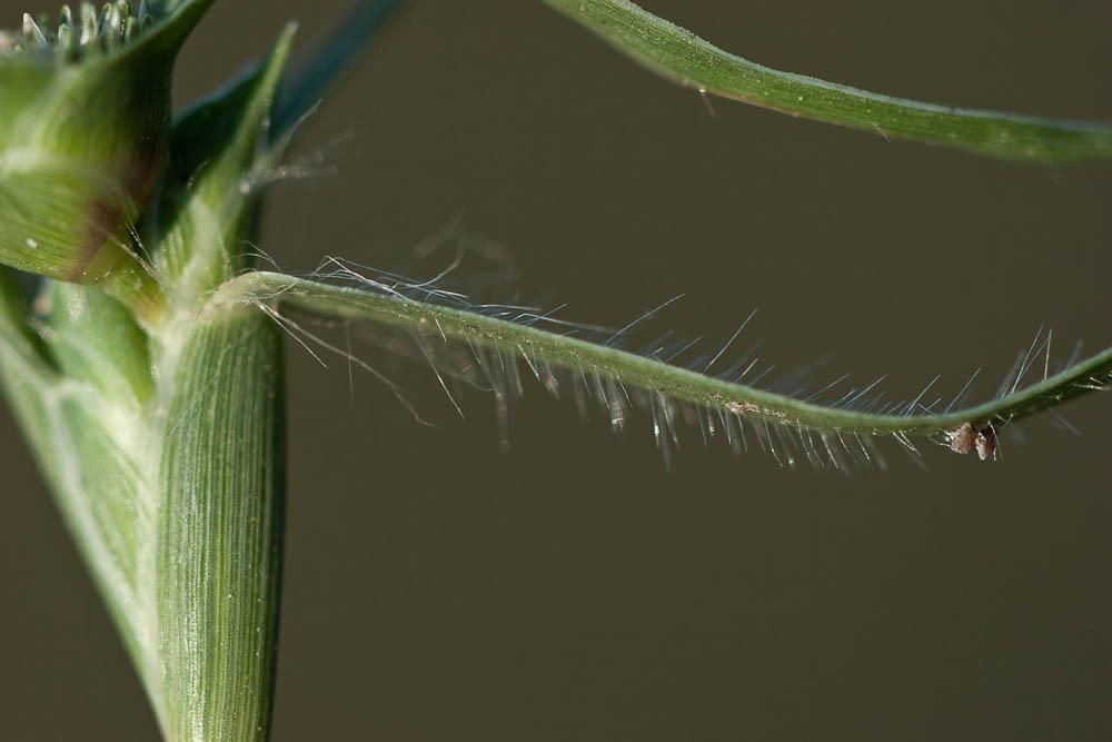 Crypside piquant, Crypsis en forme d'aiguillon Crypsis aculeata (L.) Aiton, 1789