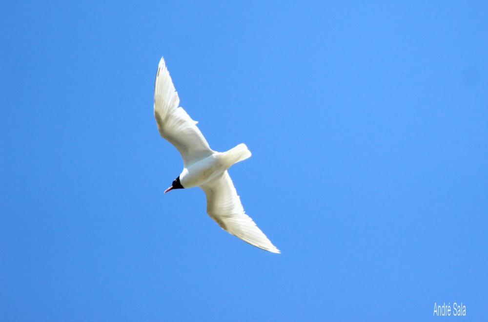 Mouette mélanocéphale Ichthyaetus melanocephalus (Temminck, 1820)