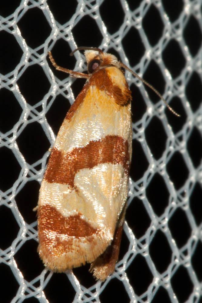 Phalonidia albipalpana (Zeller, 1847)