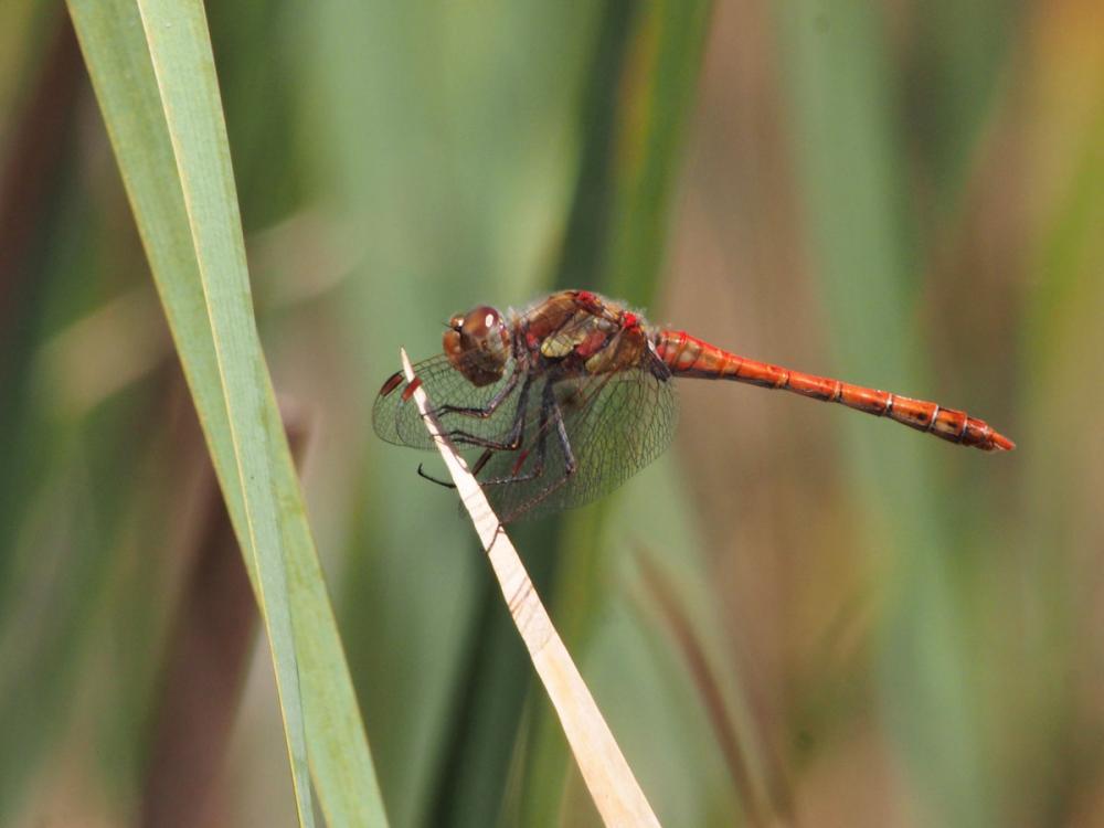 Sympétrum fascié (Le) Sympetrum striolatum (Charpentier, 1840)