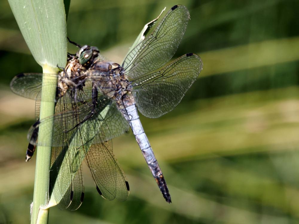 Orthétrum réticulé (L') Orthetrum cancellatum (Linnaeus, 1758)