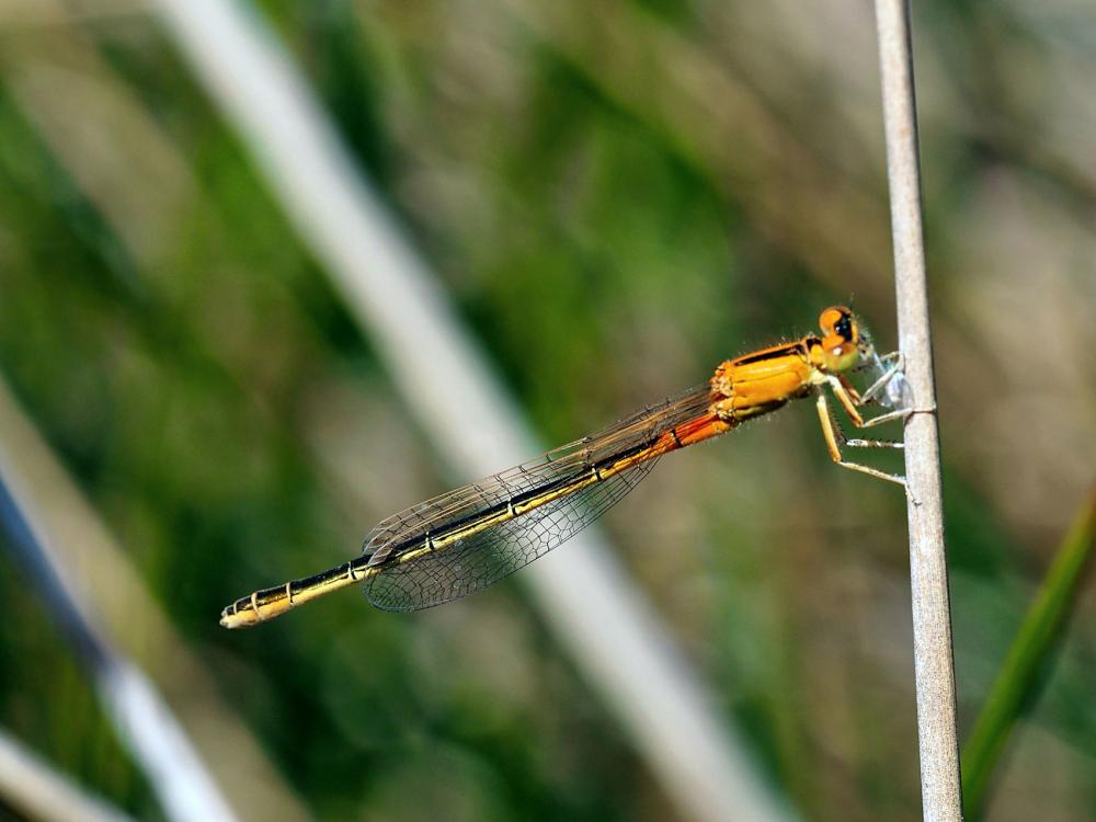 Agrion nain (L') Ischnura pumilio (Charpentier, 1825)