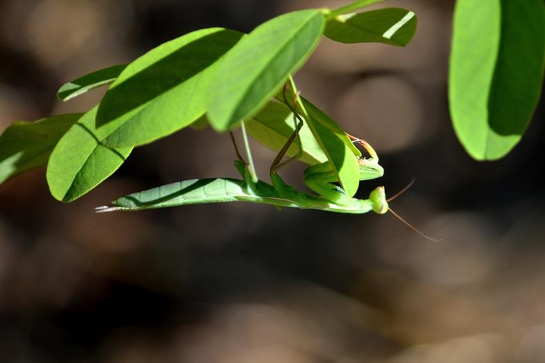 Mante religieuse Mantis religiosa (Linnaeus, 1758)