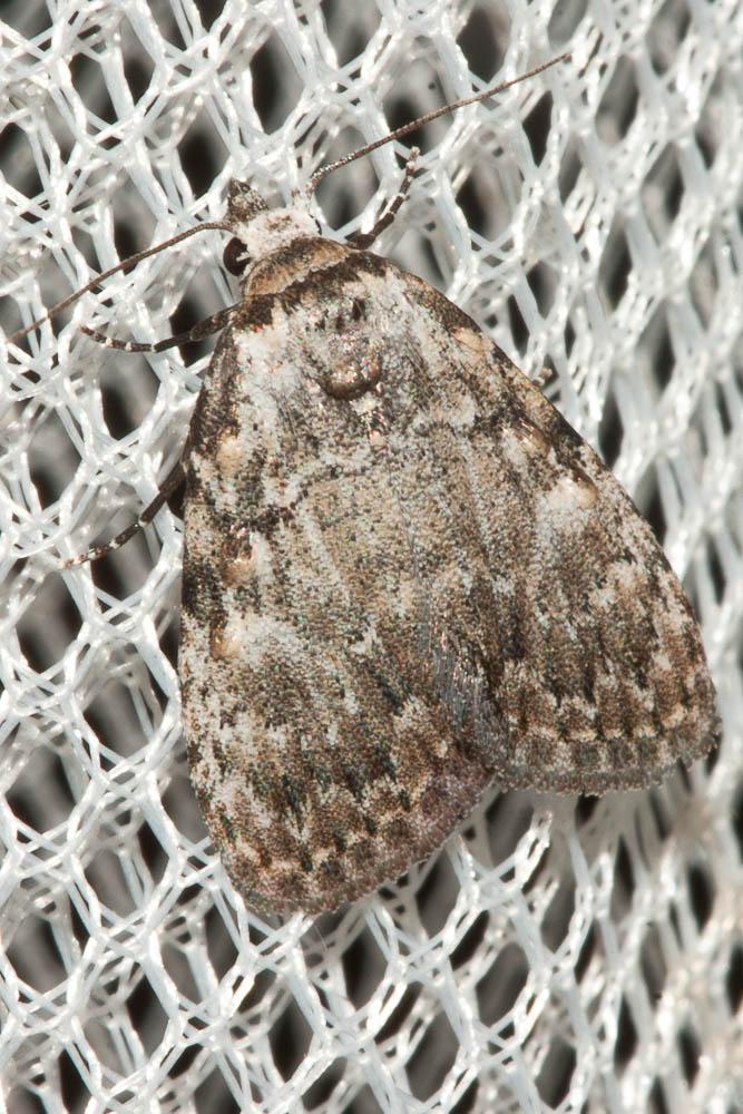Nole striolée (La) Meganola strigula (Denis & Schiffermüller, 1775)