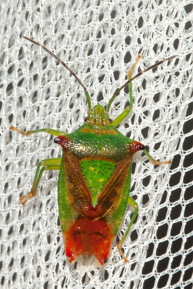 Punaise de l'aubépine, Punaise ensanglantée Acanthosoma haemorrhoidale (Linnaeus, 1758)