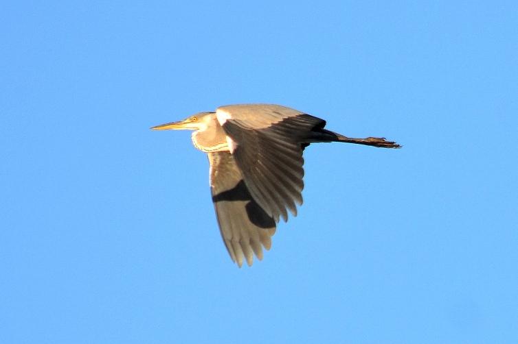 Héron cendré Ardea cinerea Linnaeus, 1758