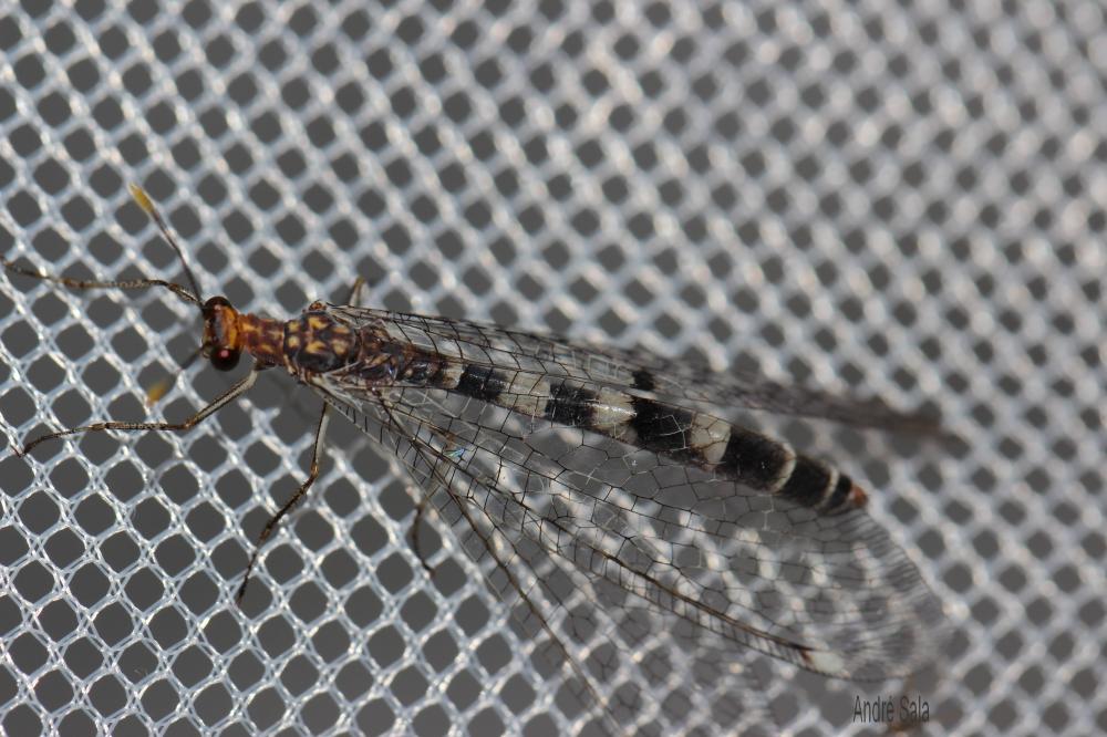 Megistopus flavicornis (Rossi, 1790)