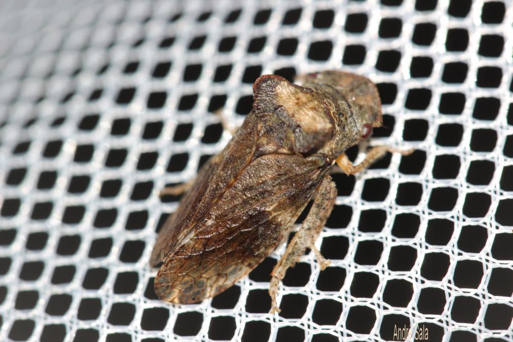 Grand Diable Ledra aurita (Linnaeus, 1758)