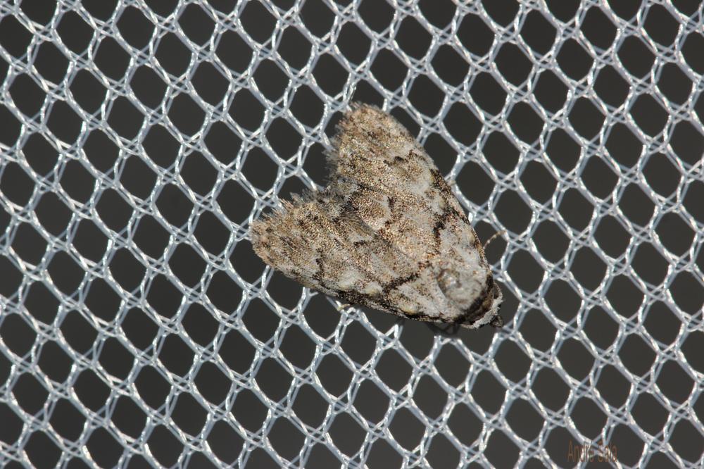Nole striolée (La) Meganola strigula (Denis & Schiffermüller, 1775)