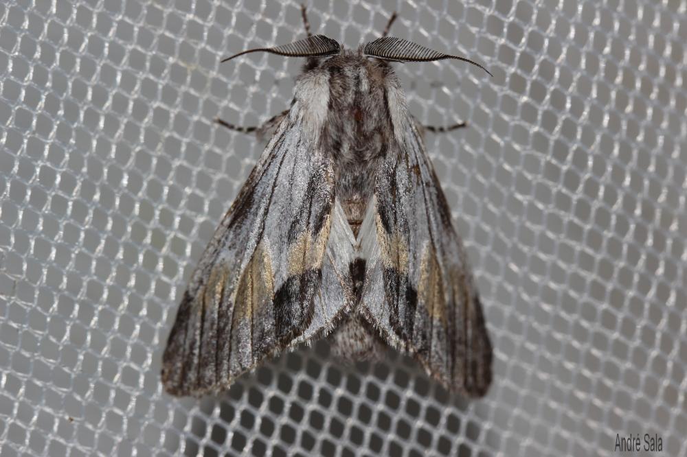 Dragon (Le) Harpyia milhauseri (Fabricius, 1775)