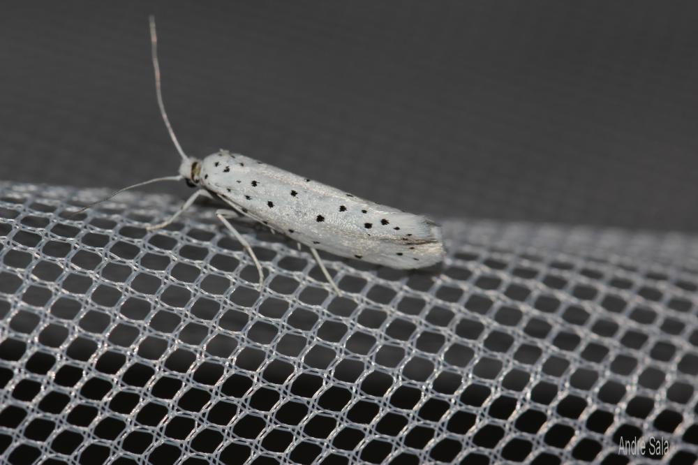 Yponomeuta malinellus Zeller, 1838