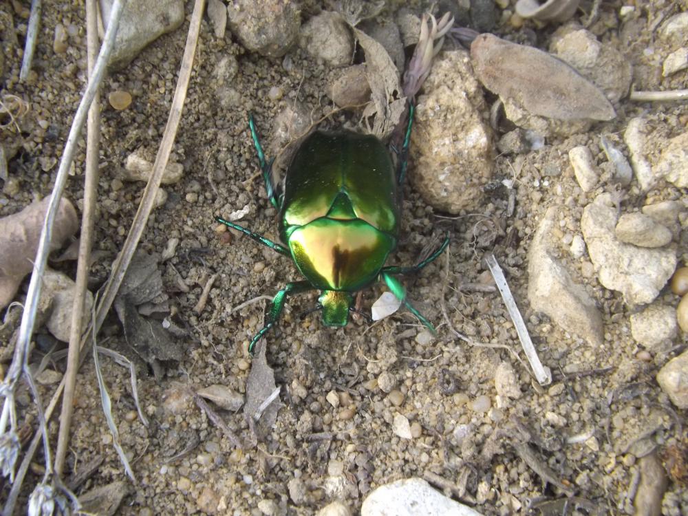  Protaetia Burmeister, 1842