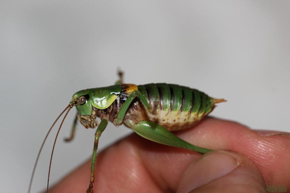Antaxie cévenole Antaxius sorrezensis (Marquet, 1877)