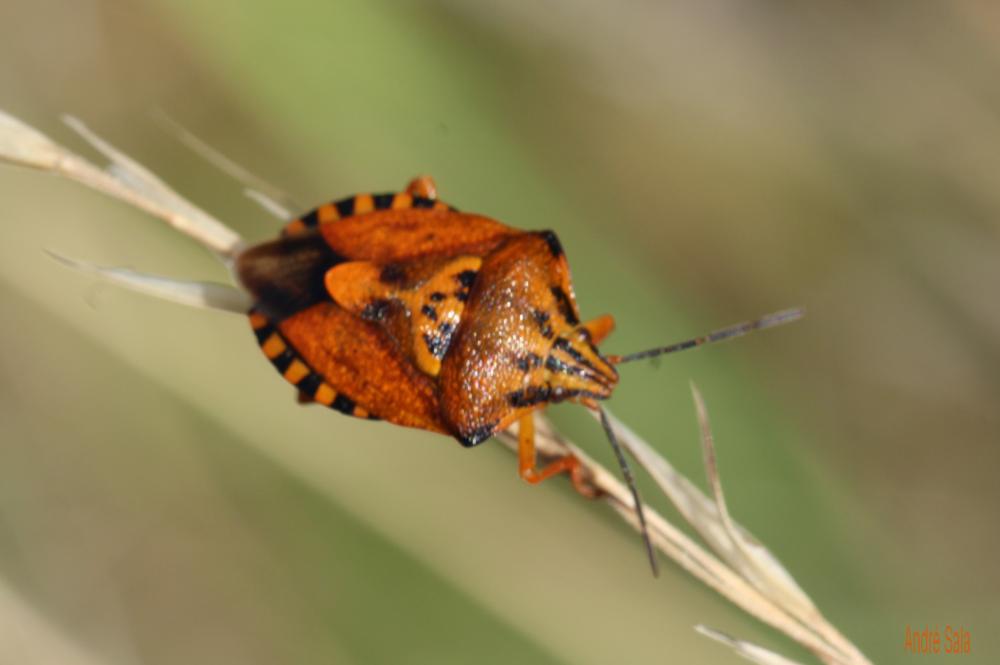 Carpocoris pudicus (Poda, 1761)
