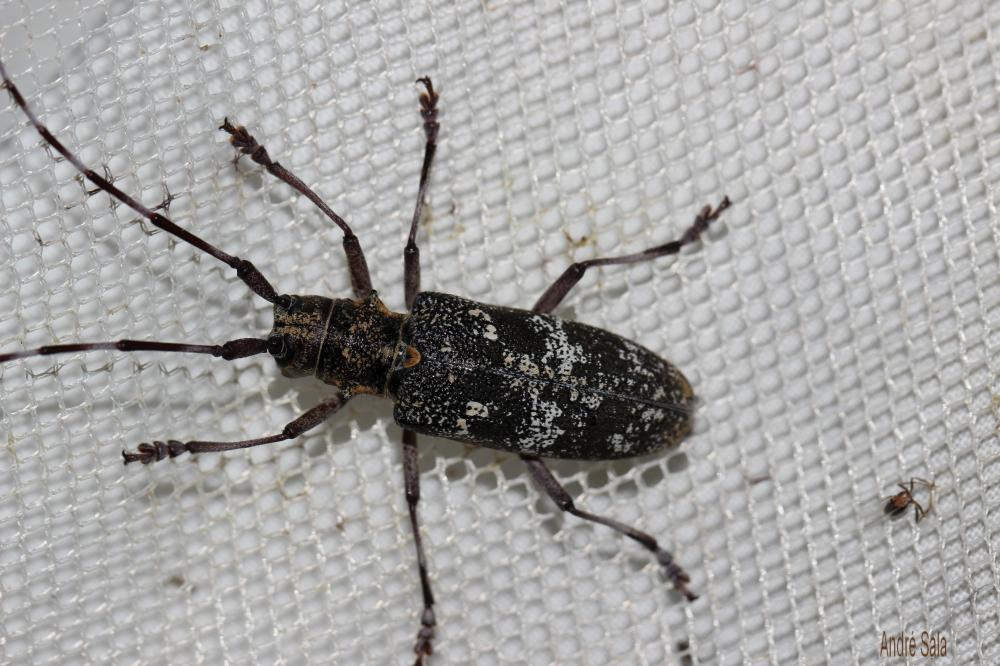 Monochame de Provence Monochamus galloprovincialis (Olivier, 1795)
