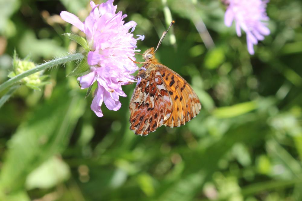 Nacré porphyrin (Le), Alezan (L'), Jason (Le), Gra Boloria titania (Esper, 1793)