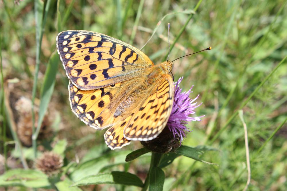 Grand Nacré (Le), Aglaé (L'), Moyen-Nacré (Le) Speyeria aglaja (Linnaeus, 1758)