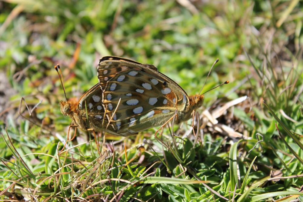 Grand Nacré (Le), Aglaé (L'), Moyen-Nacré (Le) Speyeria aglaja (Linnaeus, 1758)