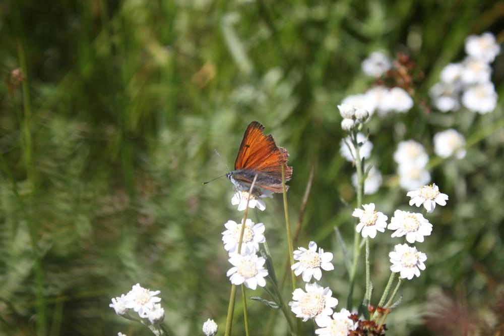 Cuivré écarlate (Le) Lycaena hippothoe (Linnaeus, 1760)