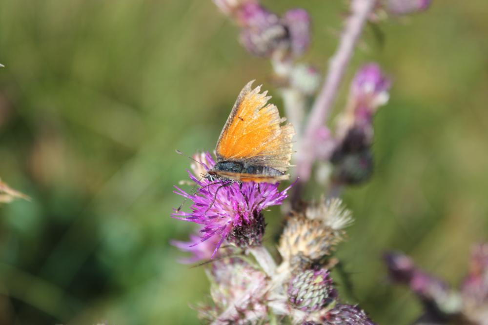 Cuivré écarlate (Le) Lycaena hippothoe (Linnaeus, 1760)