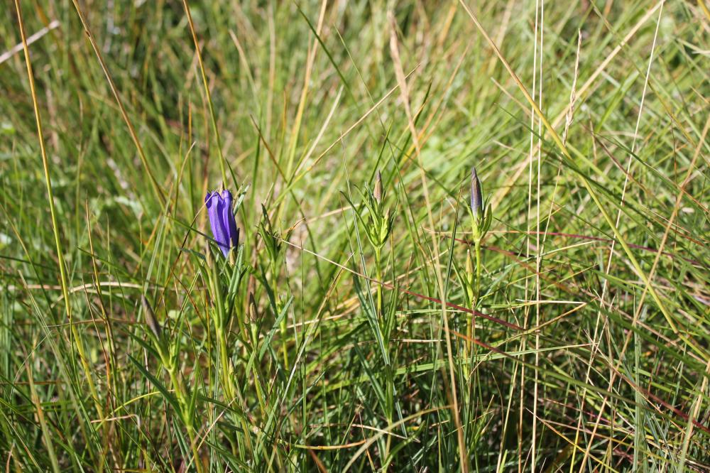 Gentiane des marais, Gentiane pulmonaire des marai Gentiana pneumonanthe L., 1753