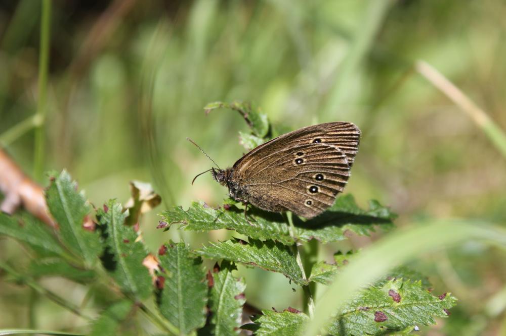 Tristan (Le) Aphantopus hyperantus (Linnaeus, 1758)