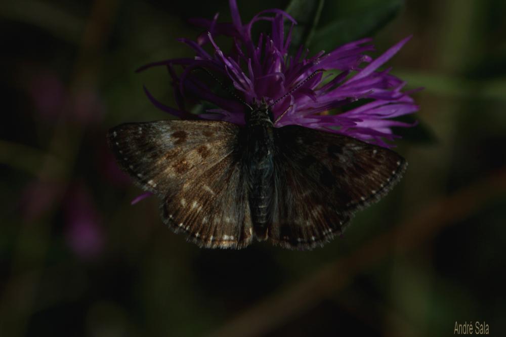 Point de Hongrie (Le), Grisette (La) Erynnis tages (Linnaeus, 1758)