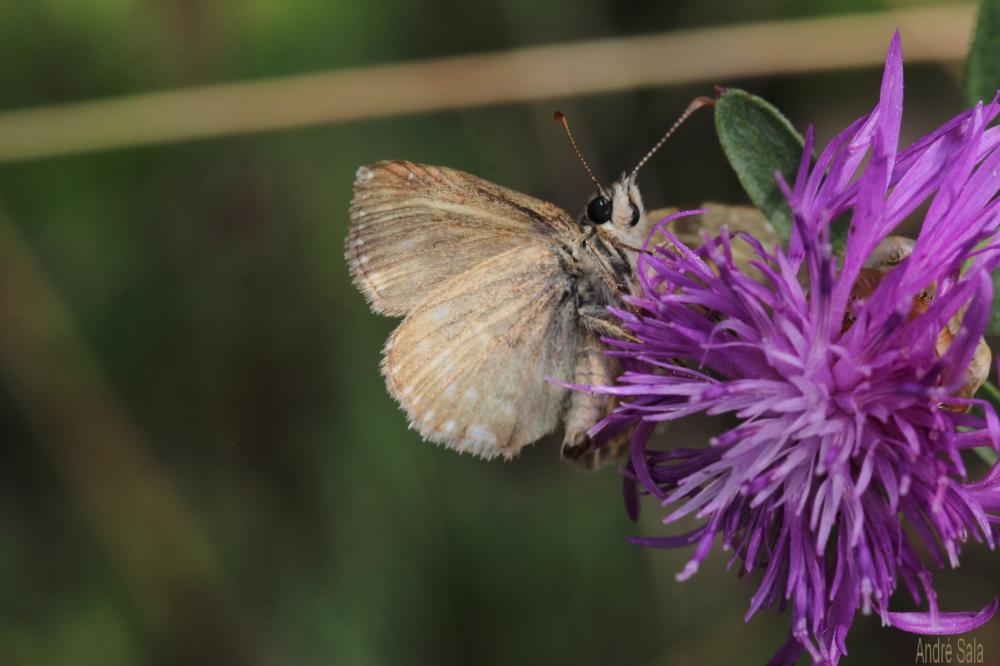 Point de Hongrie (Le), Grisette (La) Erynnis tages (Linnaeus, 1758)