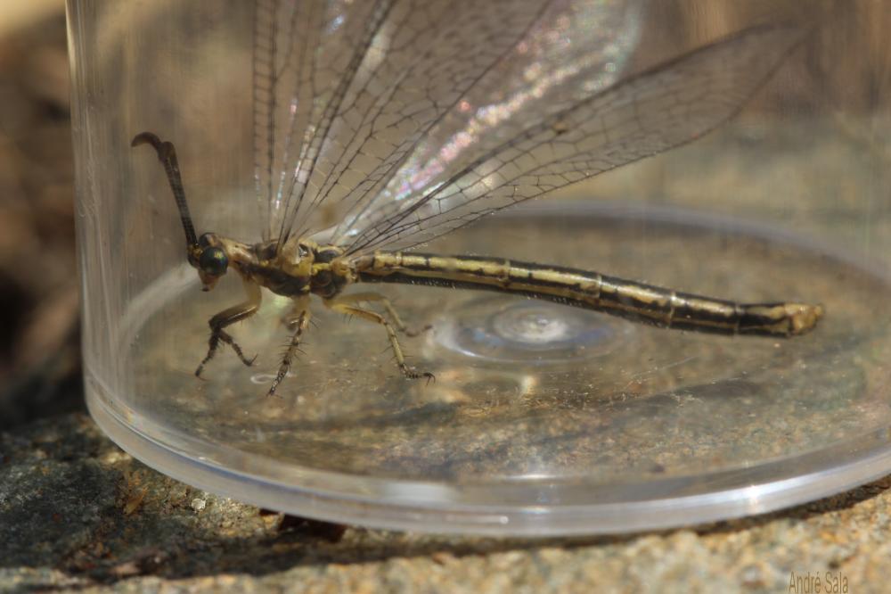  Macronemurus appendiculatus (Latreille, 1807)