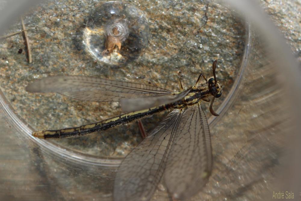  Macronemurus appendiculatus (Latreille, 1807)