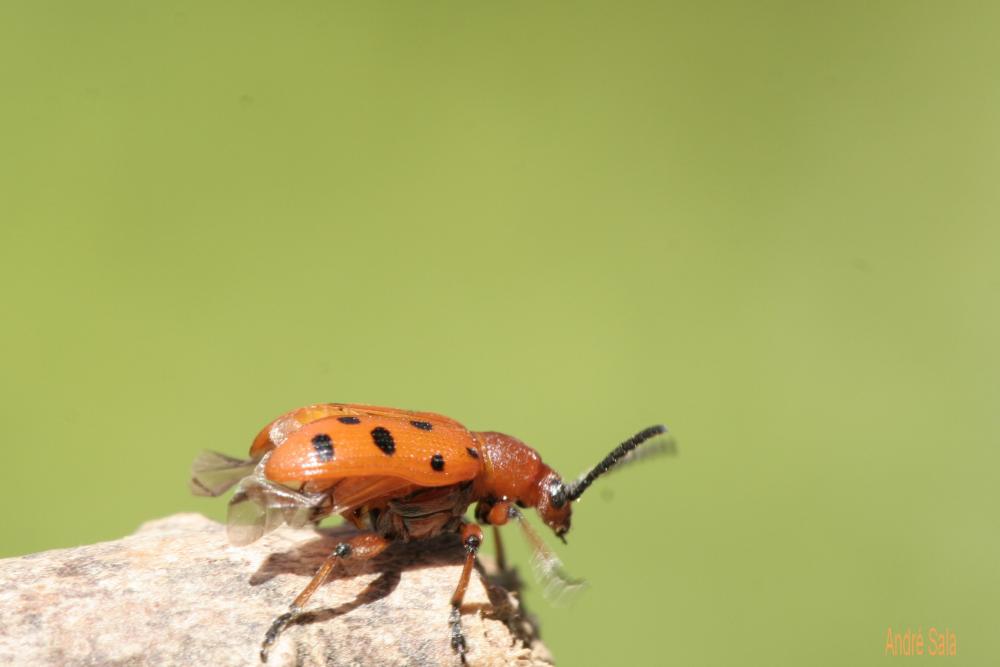 Criocère rouge à points noirs Crioceris duodecimpunctata (Linnaeus, 1758)