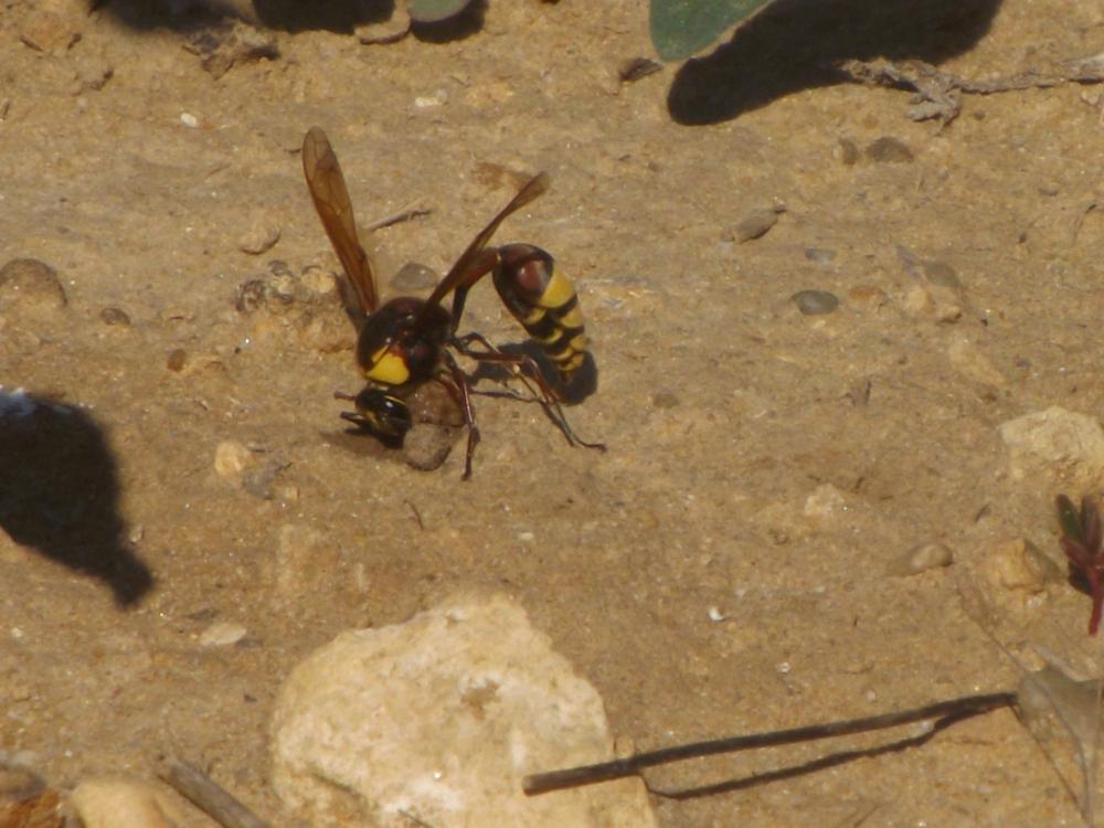  Delta unguiculatum (Villers, 1789)