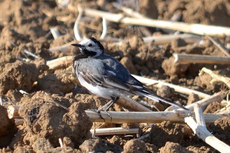 Bergeronnette grise Motacilla alba Linnaeus, 1758