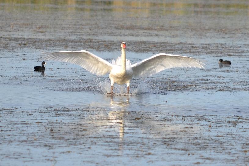 Cygne tuberculé Cygnus olor (Gmelin, 1803)