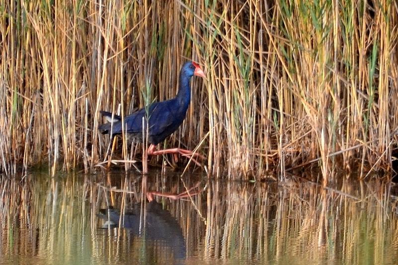 Poule sultane, Talève sultane, Porphyrion bleu Porphyrio porphyrio (Linnaeus, 1758)